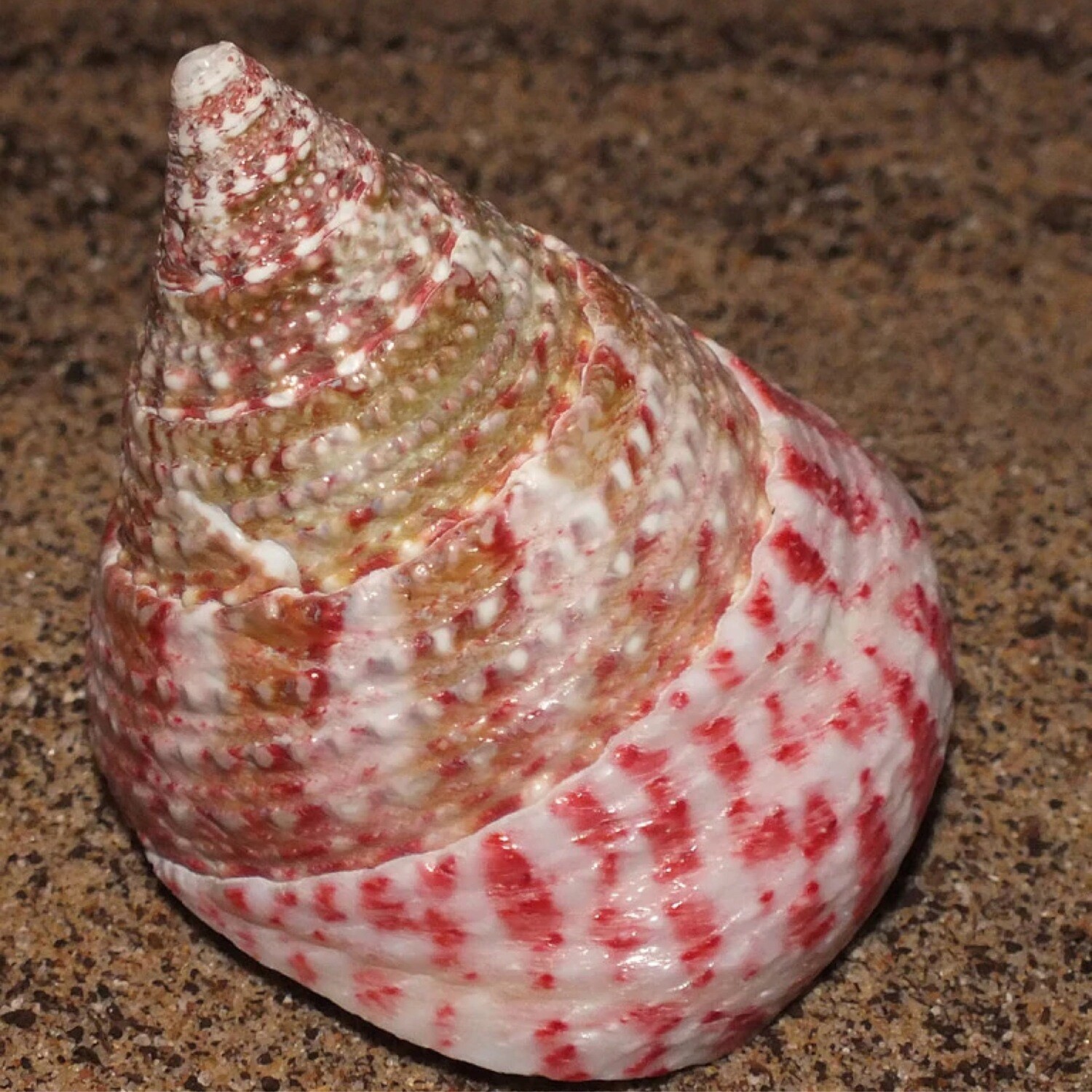 Strawberry Top Hat Snail Tectus Lg-Jumbo