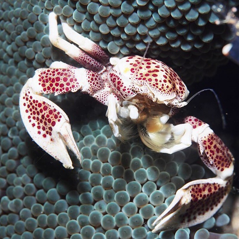 Porcelain Anemone Crab