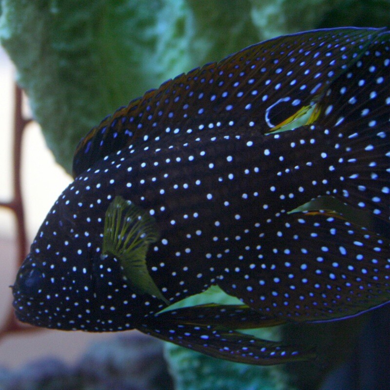 Marine Betta Md