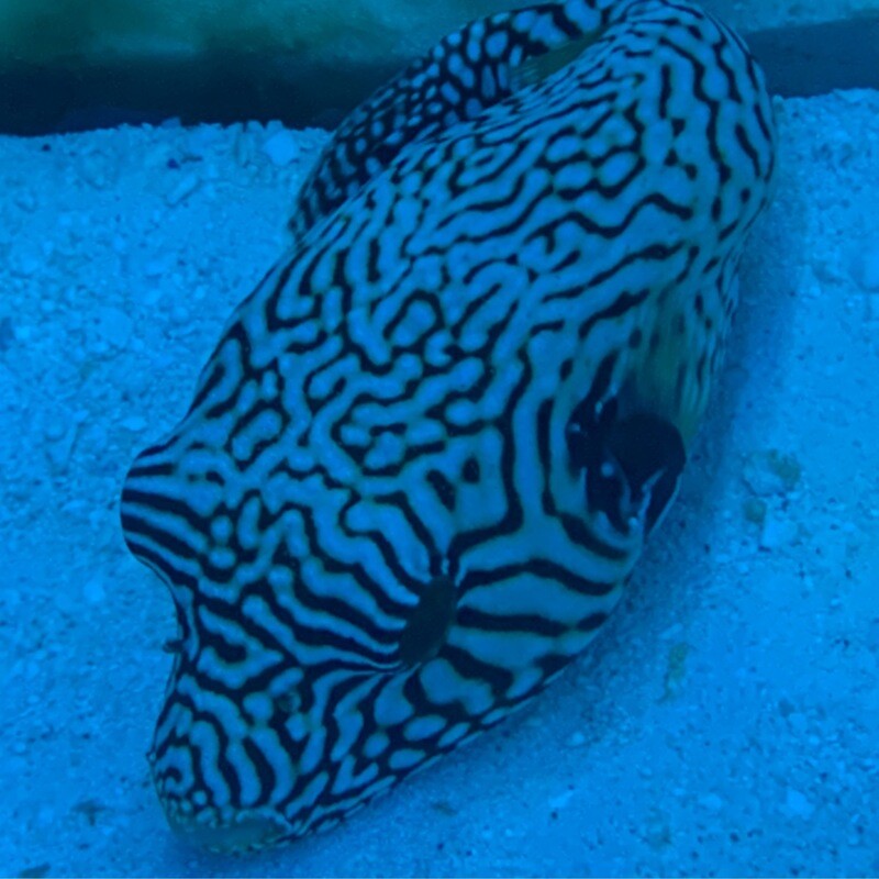 Mappa Puffer Md