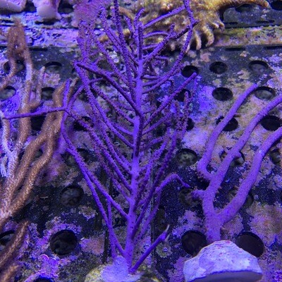 Purple Branched Sea Fan Gorgonian