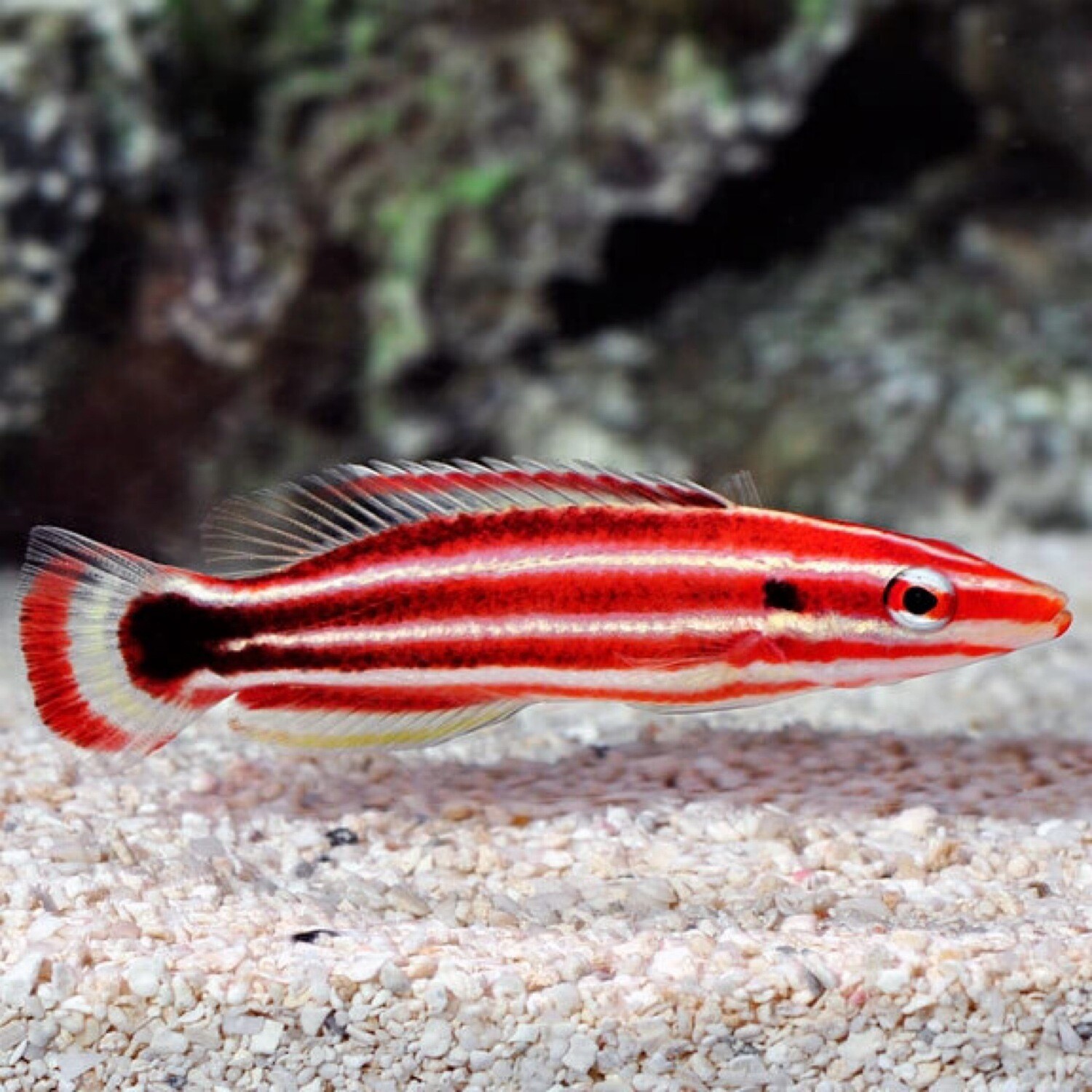 Peppermint Hogfish