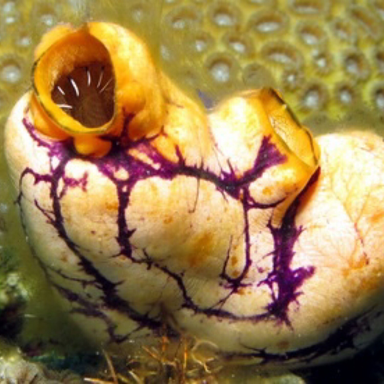 Goldmouth Sea squirt - Polycarpa Aurata
