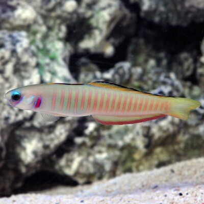Bar Goby Indo