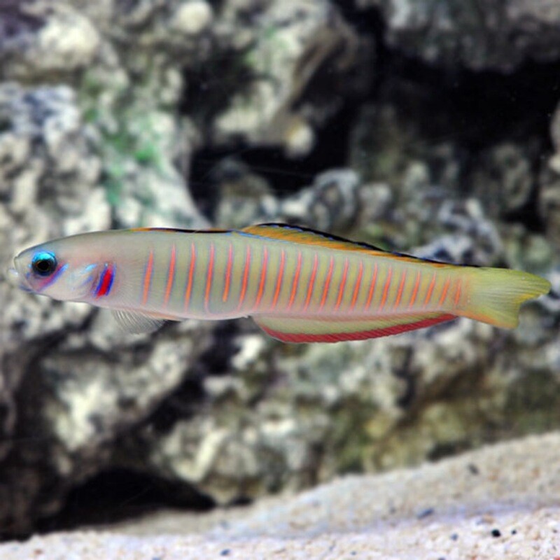 Zebra Bar Goby MAC Certified