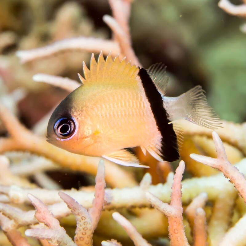 Black Bar Chromis