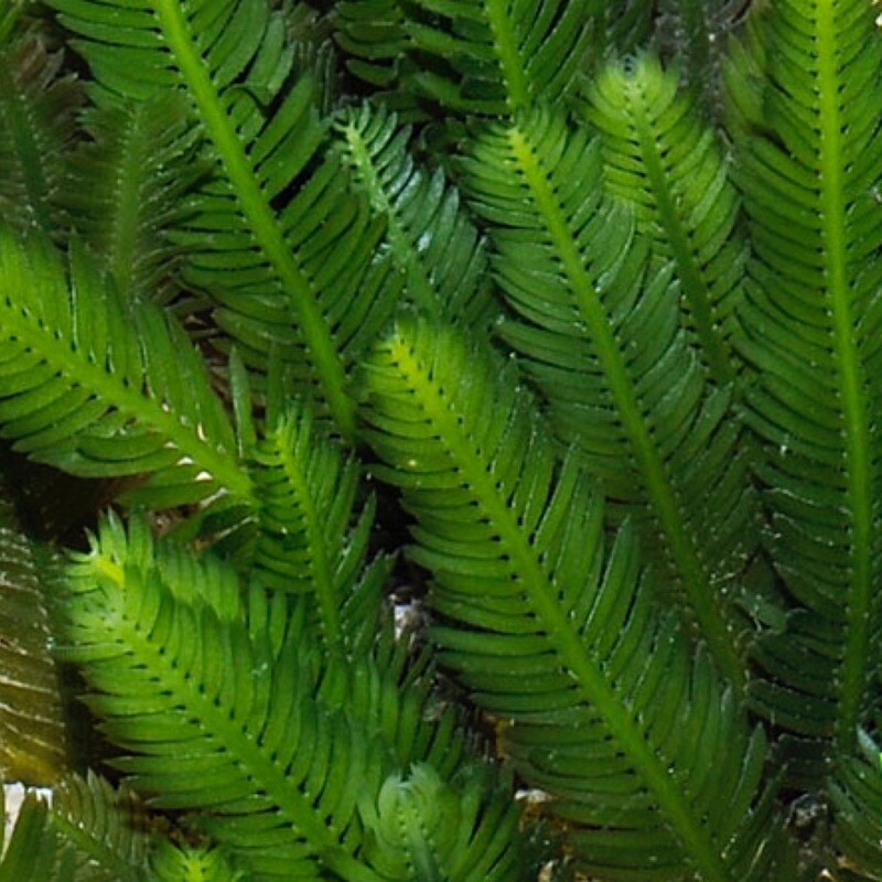 Caulerpa Taxifolia