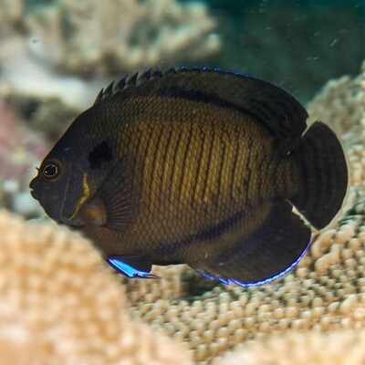 Bluefin Coral Beauty Angelfish