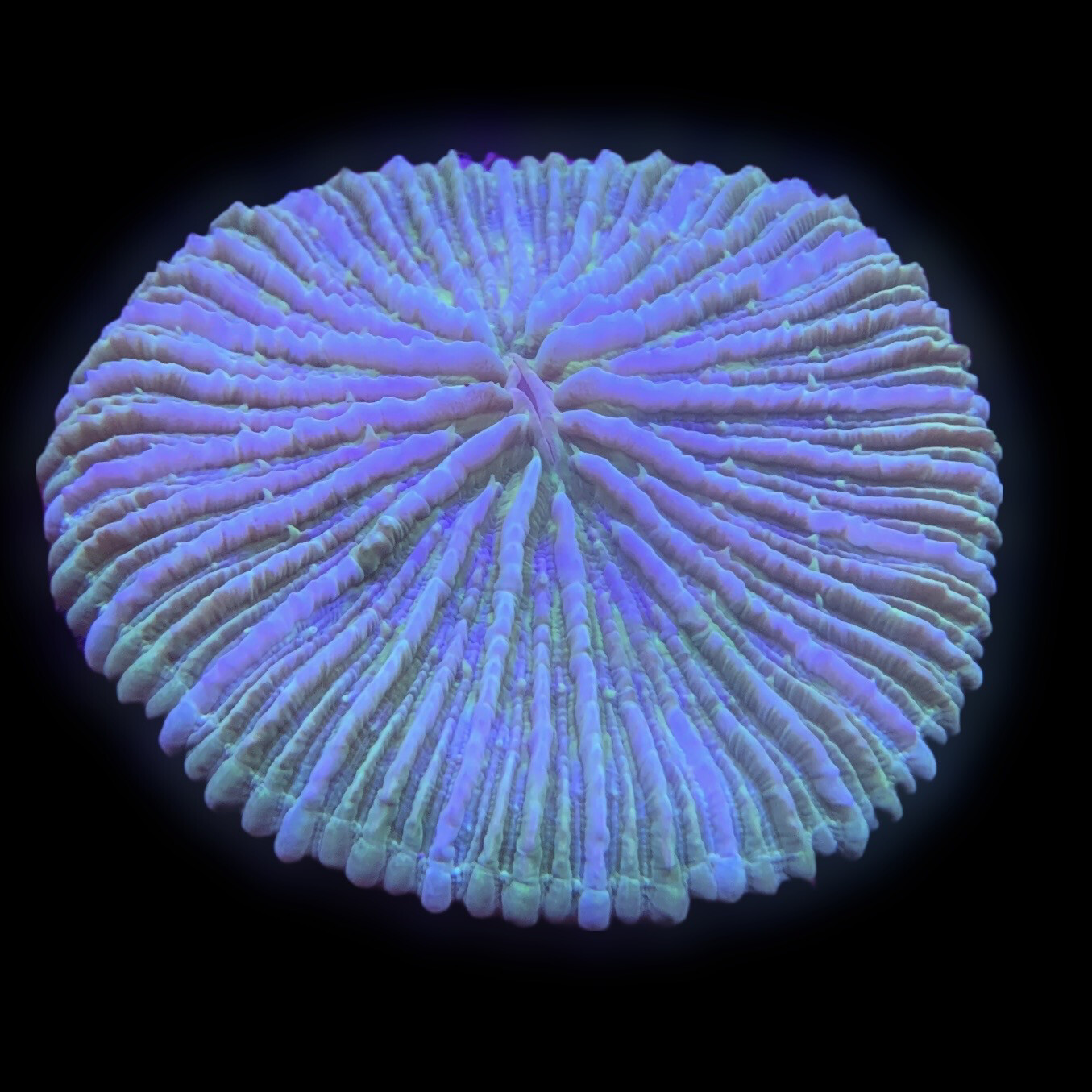 Fungia Disk Green/Blue Highlights