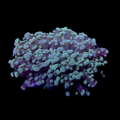 Octo Frogspawn Mint Green Double Polyp Lg