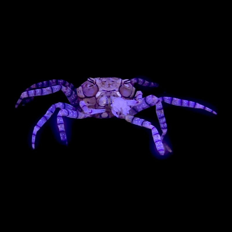 Pom Pom Crab - Saltwater
