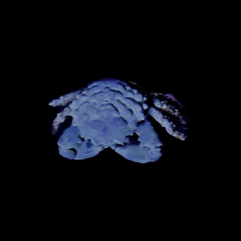 Emerald Crab