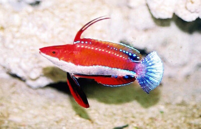 Ruby Red Longfin Fairy Wrasse