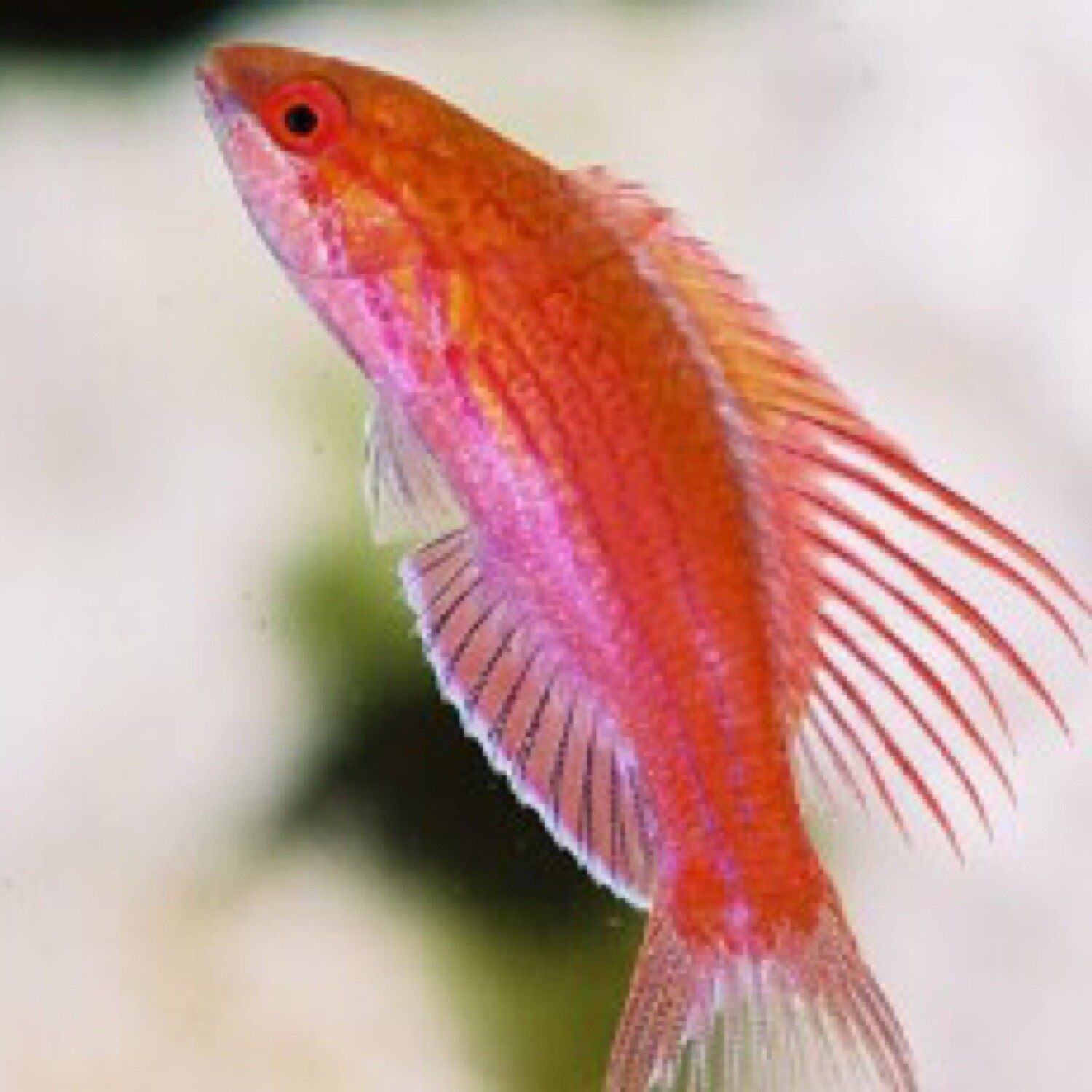 Longfin Fairy Wrasse
