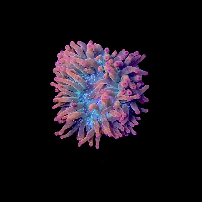 Rose Bubble Tip Anemone