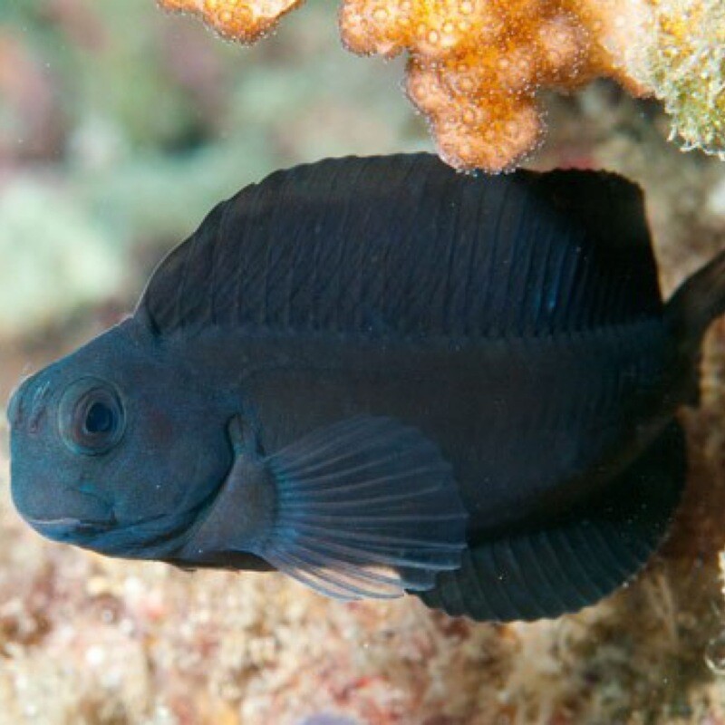 Black Sailfin Blenny