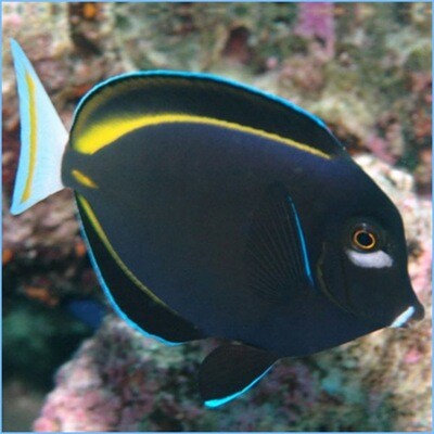 Gold Rimmed Tang Md