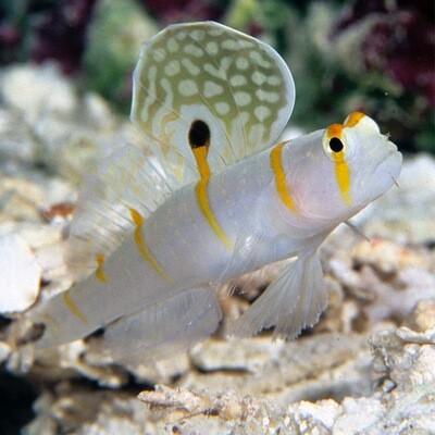 Randall’s Shrimp Goby