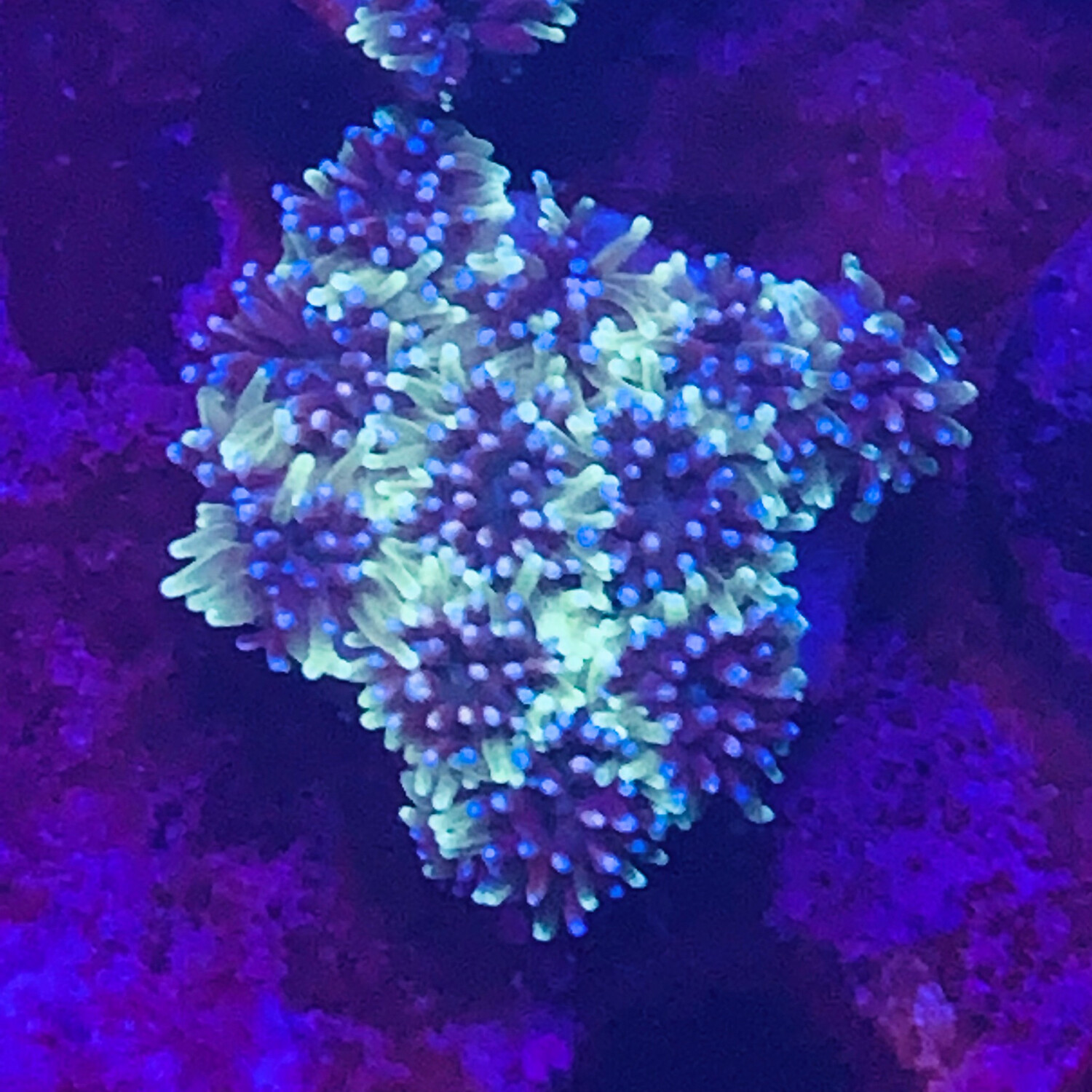 Galaxea Coral frags
