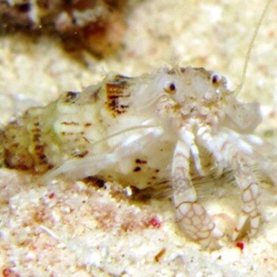 White Reef Hermit crab