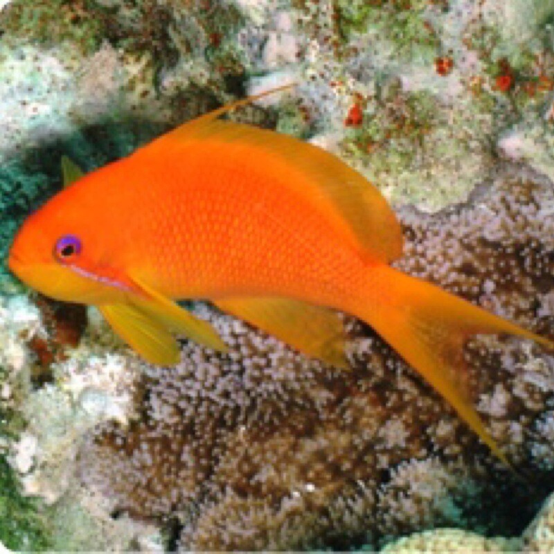 Lyretail Anthias Female