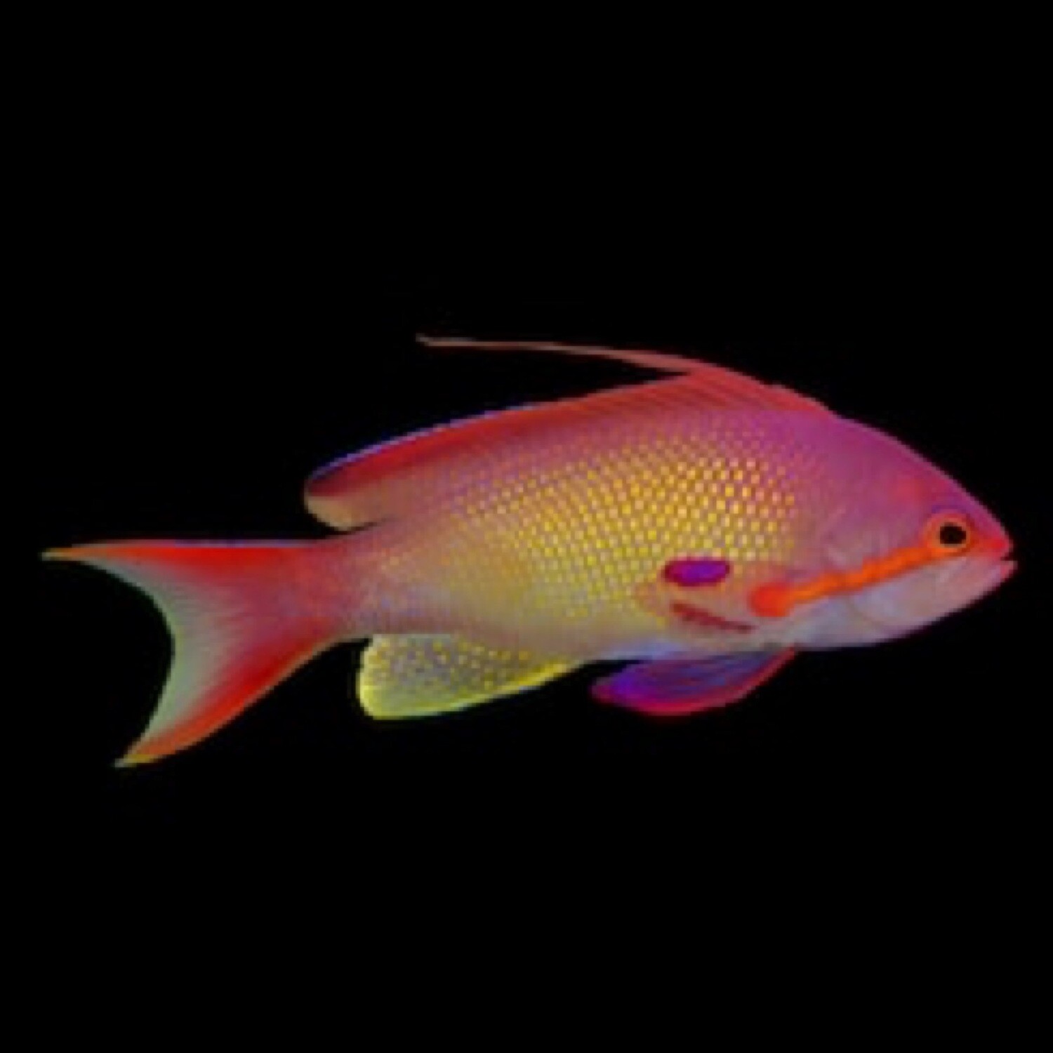 Red Yellow Breast male Lyretail Anthias