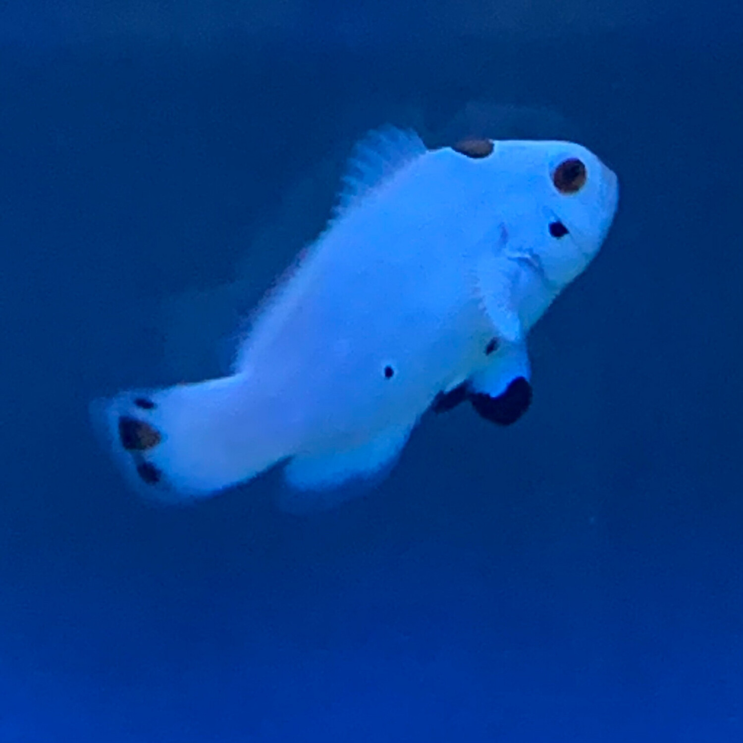 TR Platinum Storm Clownfish