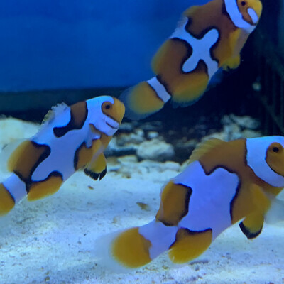TR Picasso Clownfish