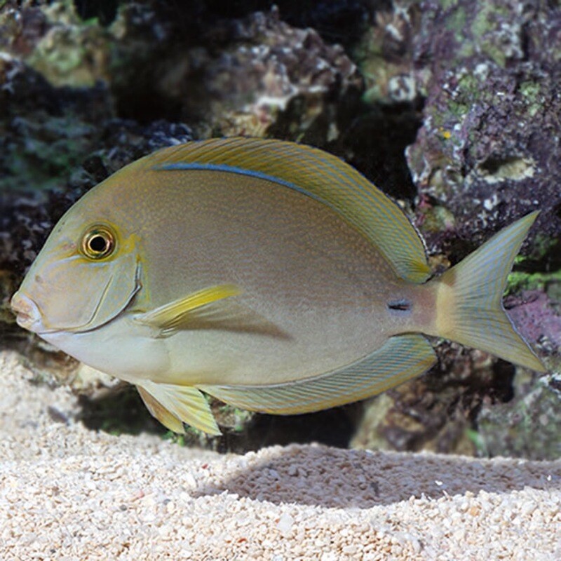 Ring Tail Surgeonfish Juv