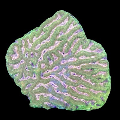 Maze coral 1