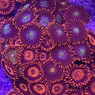 Mixed Zoanthid frag