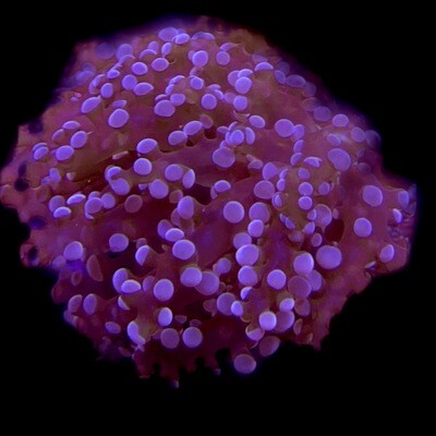 Octo Frogspawn Pink tip double polyp