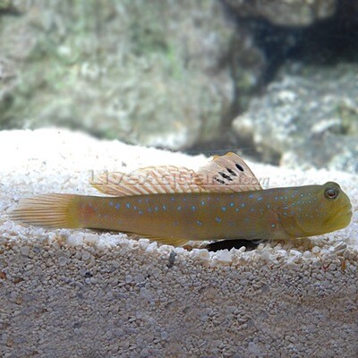 Blue Spotted Watchman Goby