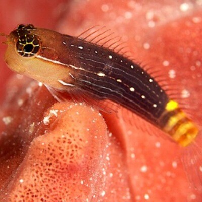 White lined Comb Tooth Blenny