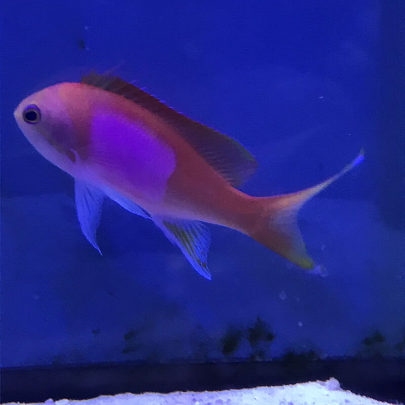 Squareback Anthias, Gender: Extra large Male