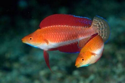 Ruby Red Fin Fairy wrasse