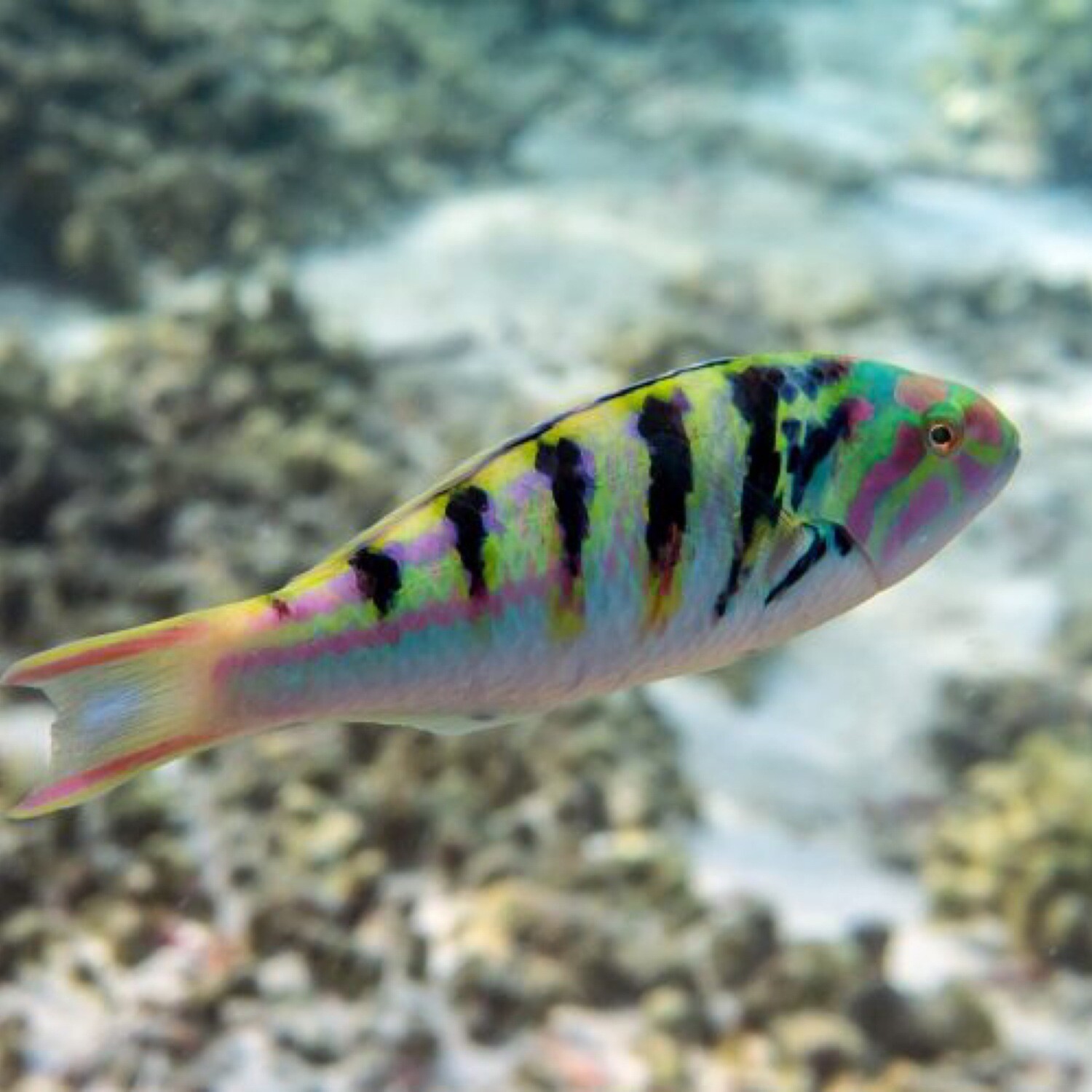 Hardwickii Wrasse