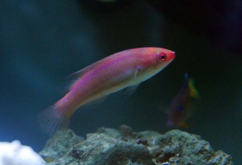 Temminckii Fairy Wrasse