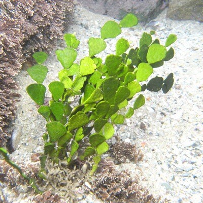 Halimeda Marine Macro Algae