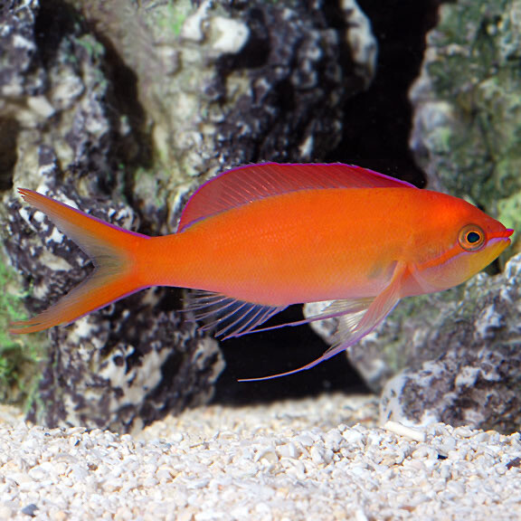 Dispar Anthias Female