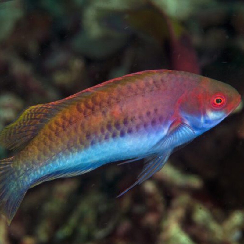 Blueside Fairy Wrasse
