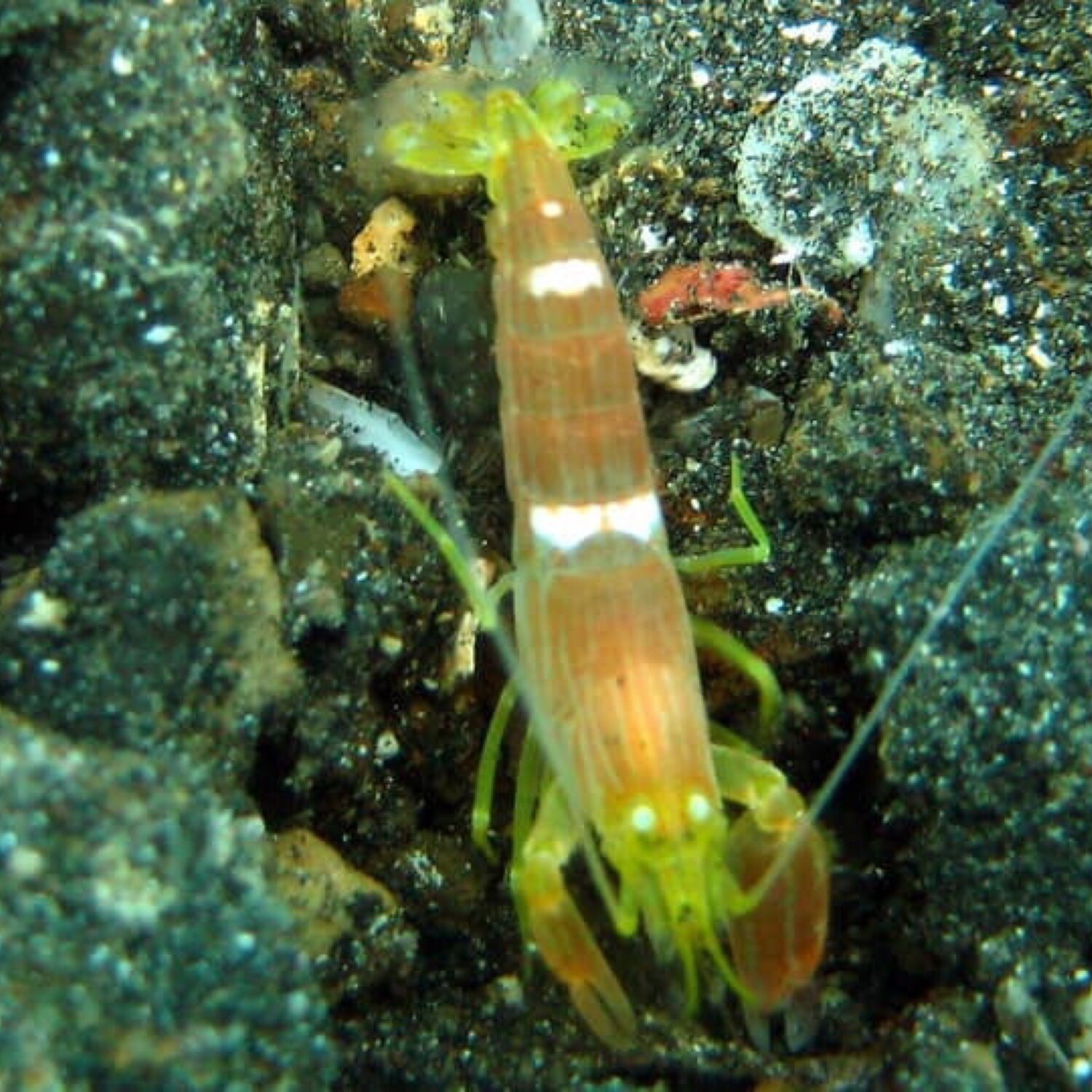 Yellowbar Pistol Shrimp