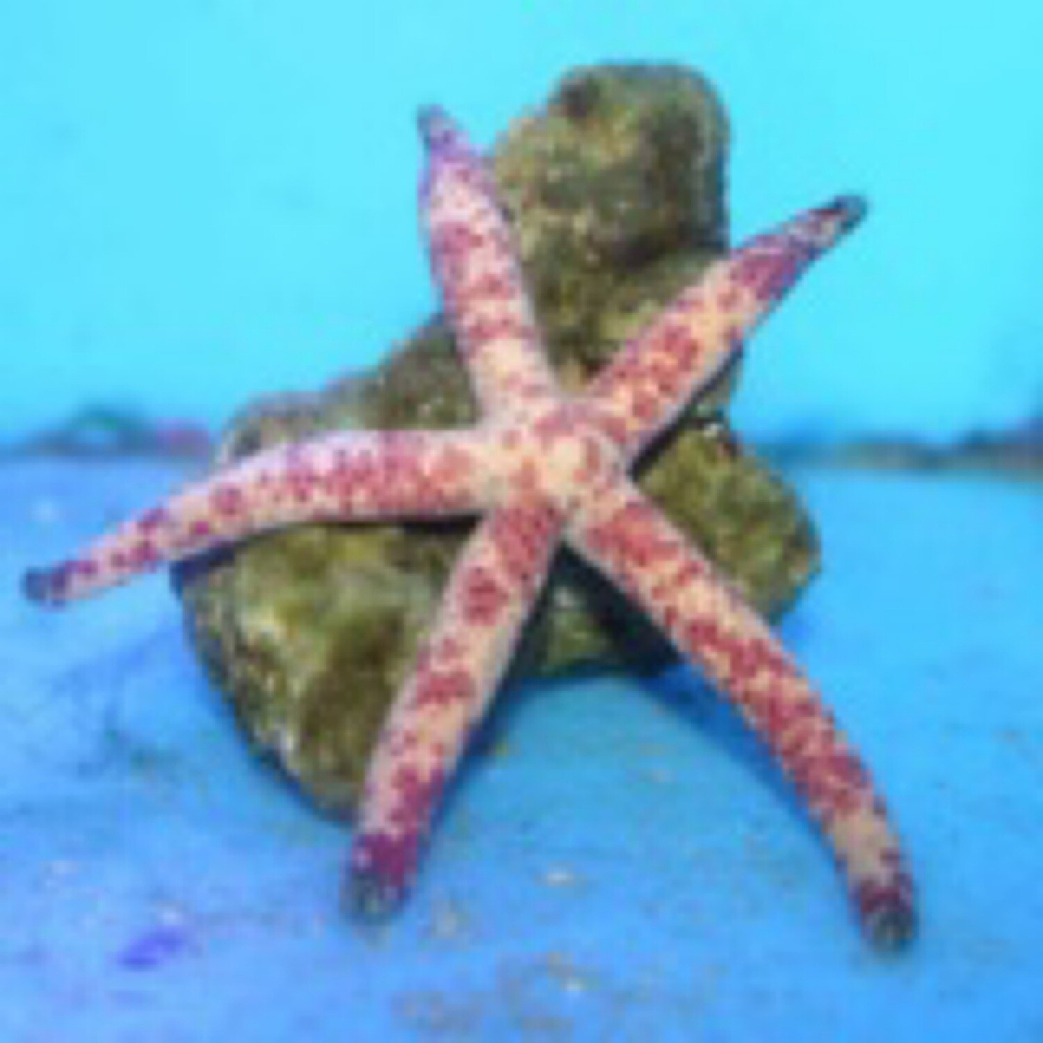 Tricolour Linckia Starfish