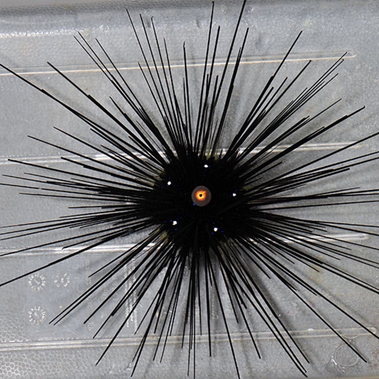 Orange eye Longspine Sea Urchin