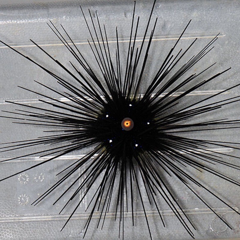 Orange eye Longspine Sea Urchin