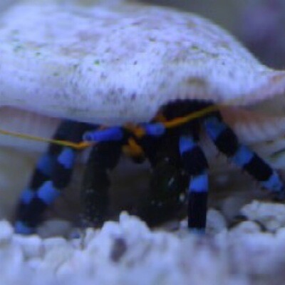 Electric Blue Leg Hermit crab