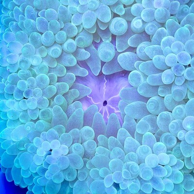 Neon Green Bubble tip anemone Lg