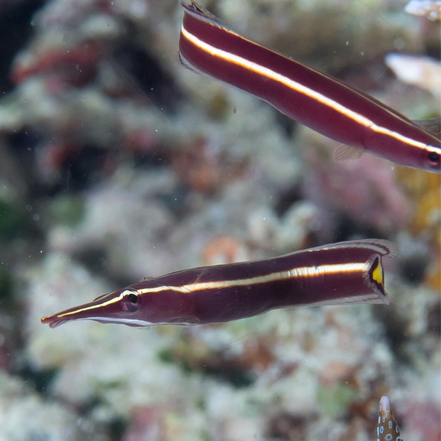 Urchin Clingfish
