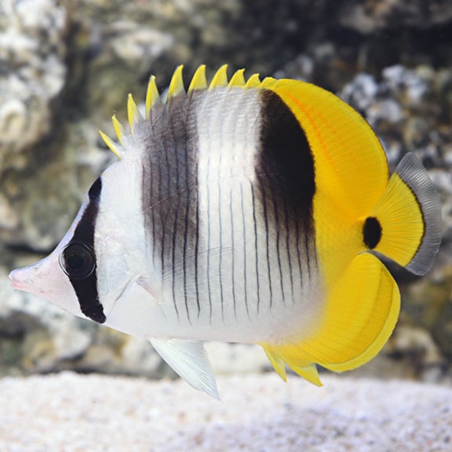 Double Saddleback Butterflyfish