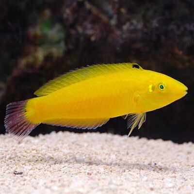 Yellow/Canary Wrasse